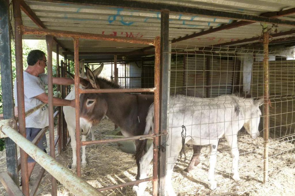 Finca Los Burros Totalan Ngoại thất bức ảnh