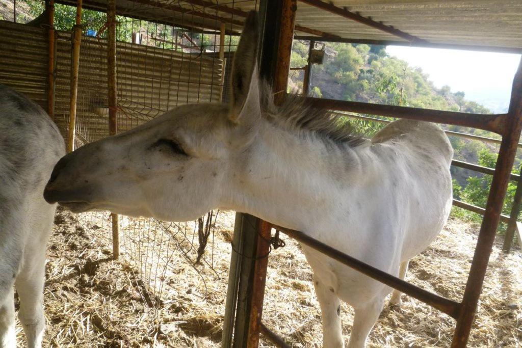 Finca Los Burros Totalan Ngoại thất bức ảnh
